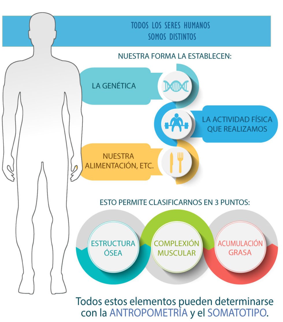 Antropomentría Y Somatotipo: Medición De Pliegues Y Perímetros Con ...